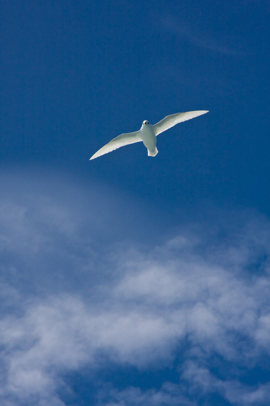 Snow Petrel In Flight